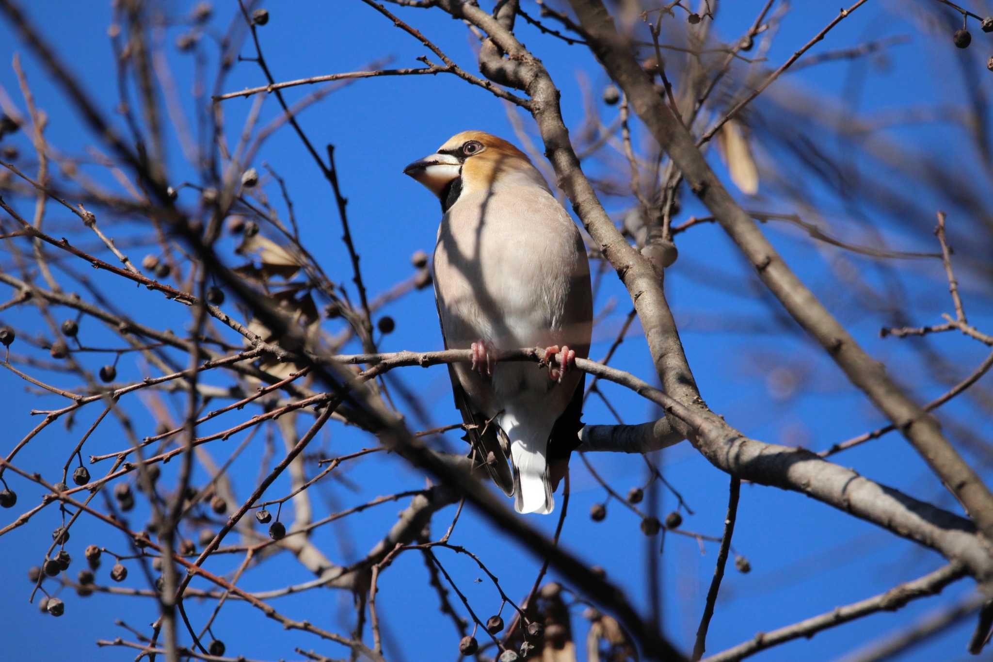 Photo of Hawfinch at Shakujii Park by Sweet Potato