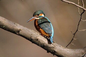 Common Kingfisher Shakujii Park Sun, 1/16/2022