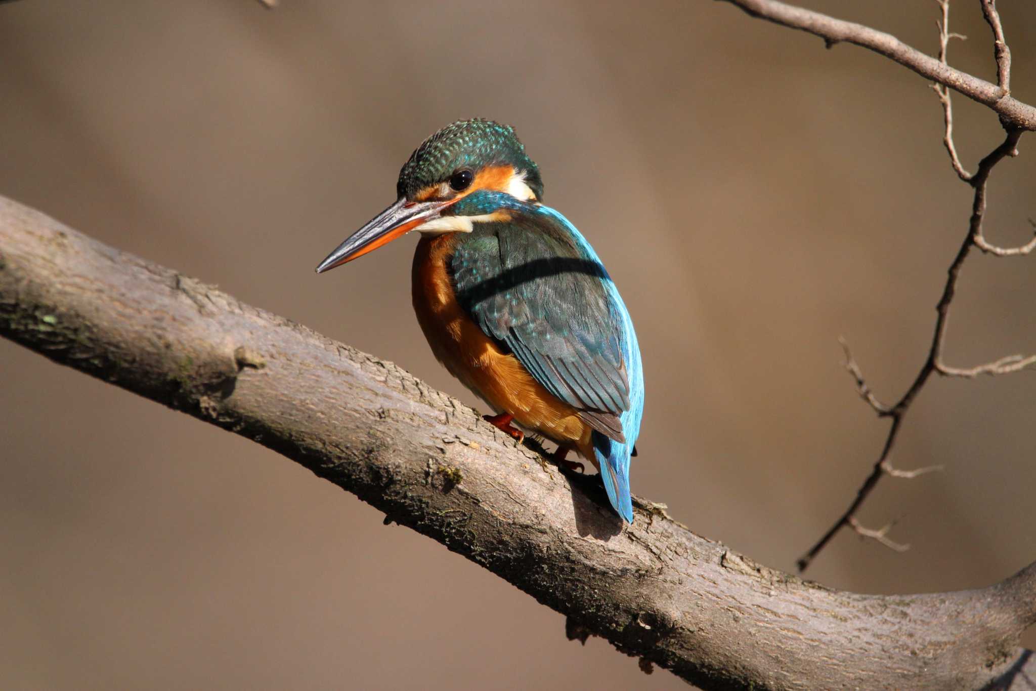 Photo of Common Kingfisher at Shakujii Park by Sweet Potato