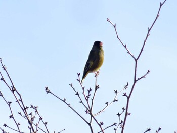 Grey-capped Greenfinch 播磨中央公園(兵庫県) Sat, 1/15/2022