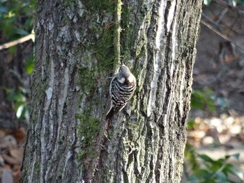 Japanese Pygmy Woodpecker 播磨中央公園(兵庫県) Sat, 1/15/2022