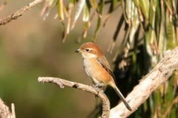 2022年1月3日(月) 神奈川県横浜市称名寺の野鳥観察記録