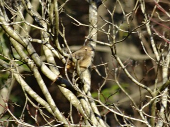 Daurian Redstart Mikiyama Forest Park Sat, 1/8/2022