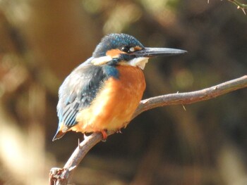 Common Kingfisher 京都市宝ヶ池公園 Sun, 1/16/2022