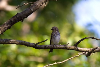 Grey-streaked Flycatcher