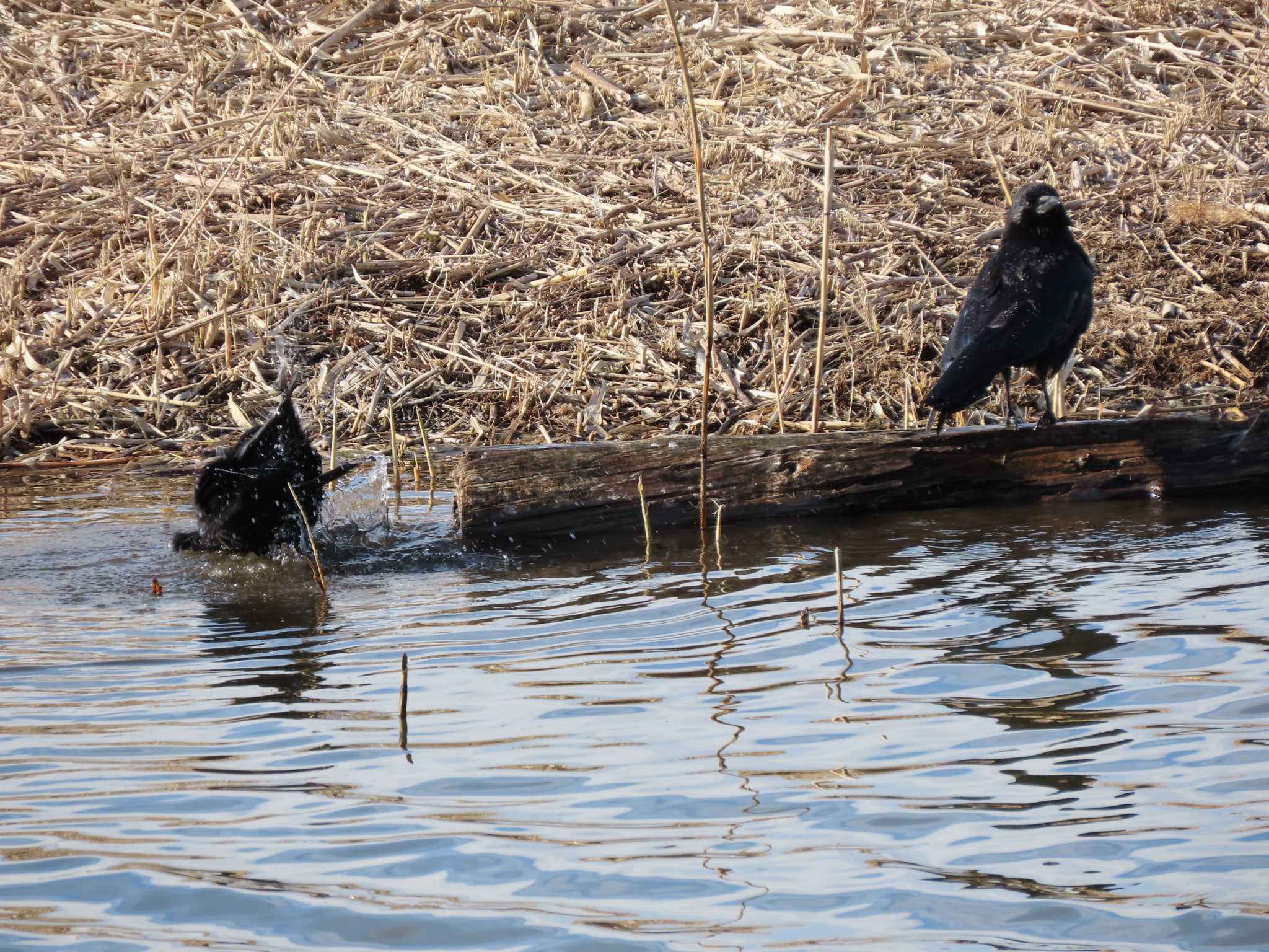 葛西臨海公園 ハシボソガラスの写真 by のぐち