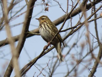 2022年1月15日(土) 葛西臨海公園の野鳥観察記録