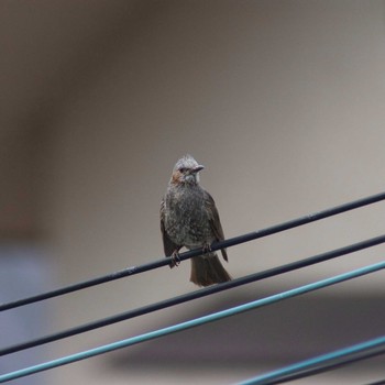 Brown-eared Bulbul 奈良県奈良市 Thu, 7/27/2017