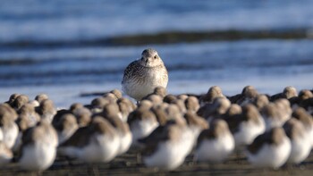 2022年1月15日(土) ふなばし三番瀬海浜公園の野鳥観察記録