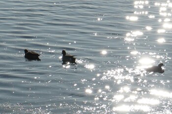 Mon, 1/10/2022 Birding report at 江津湖