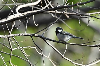 シジュウカラ 桶川城山公園 2022年1月15日(土)