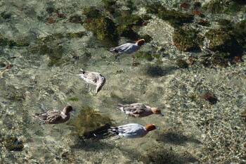 Eurasian Wigeon 江津湖 Sat, 1/15/2022