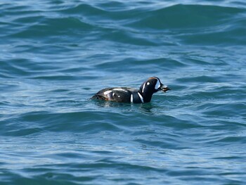 Harlequin Duck 北海道函館市志海苔町の海岸 Sat, 1/15/2022