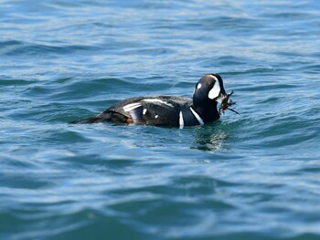 Harlequin Duck 北海道函館市志海苔町の海岸 Sat, 1/15/2022