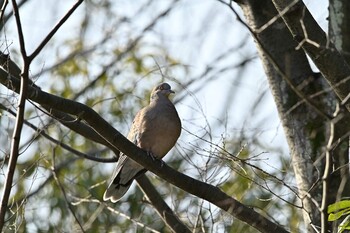 キジバト 桶川城山公園 2022年1月15日(土)