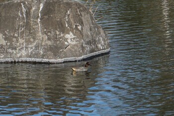 Eurasian Teal 江津湖 Sat, 1/15/2022