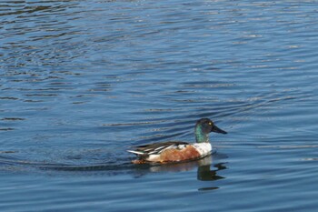 Northern Shoveler 江津湖 Sat, 1/15/2022