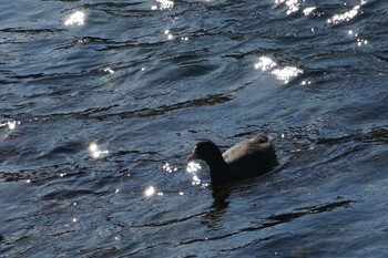 Eurasian Coot 江津湖 Sat, 1/15/2022