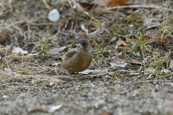 2022年1月16日(日) 愛知県豊田市宮上公園の野鳥観察記録