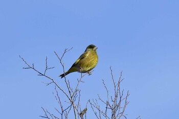 カワラヒワ 愛知県豊田市宮上公園 2022年1月16日(日)