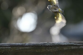 カワラヒワ 愛知県豊田市宮上公園 2022年1月16日(日)