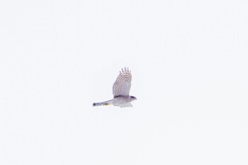 2022年1月16日(日) 真駒内公園の野鳥観察記録