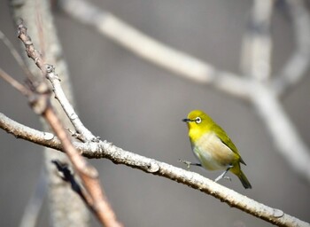 Warbling White-eye 名古屋平和公園 Sun, 1/16/2022