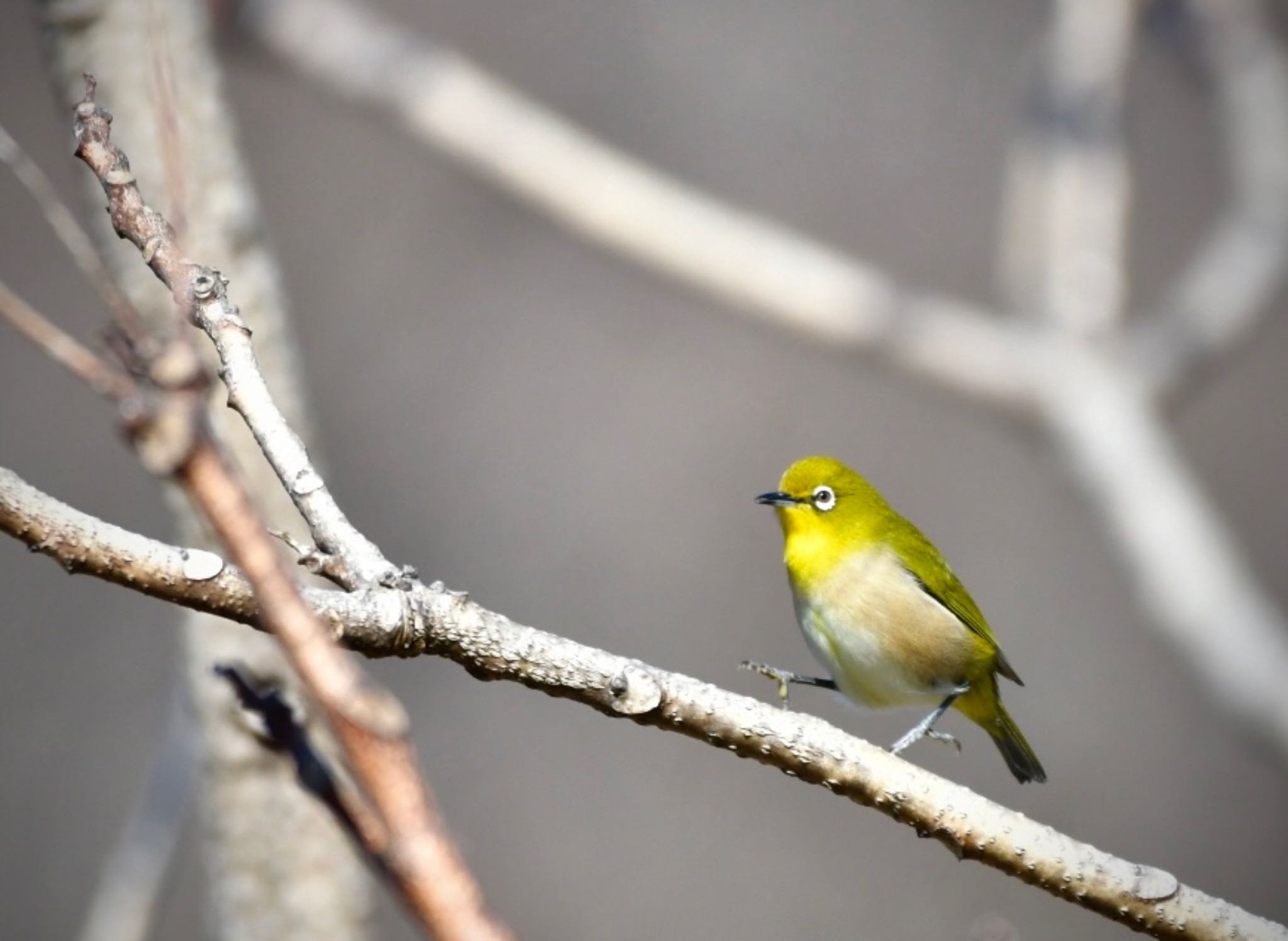 Warbling White-eye