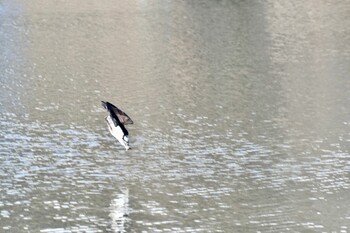 Osprey 名古屋平和公園 Sun, 1/16/2022