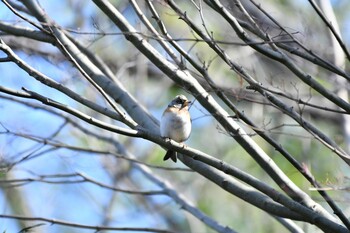 Brambling 名古屋平和公園 Sun, 1/16/2022