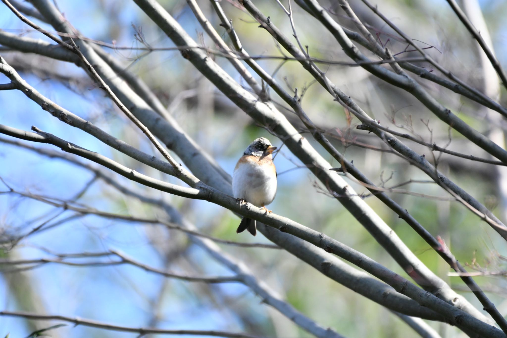 Brambling