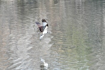 ミサゴ 名古屋平和公園 2022年1月16日(日)