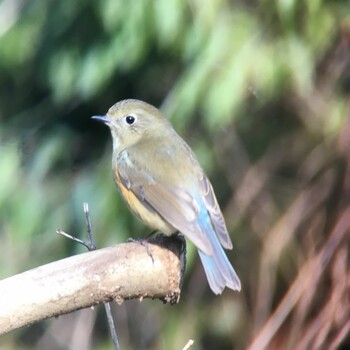 2022年1月16日(日) 生駒市小平尾町の野鳥観察記録