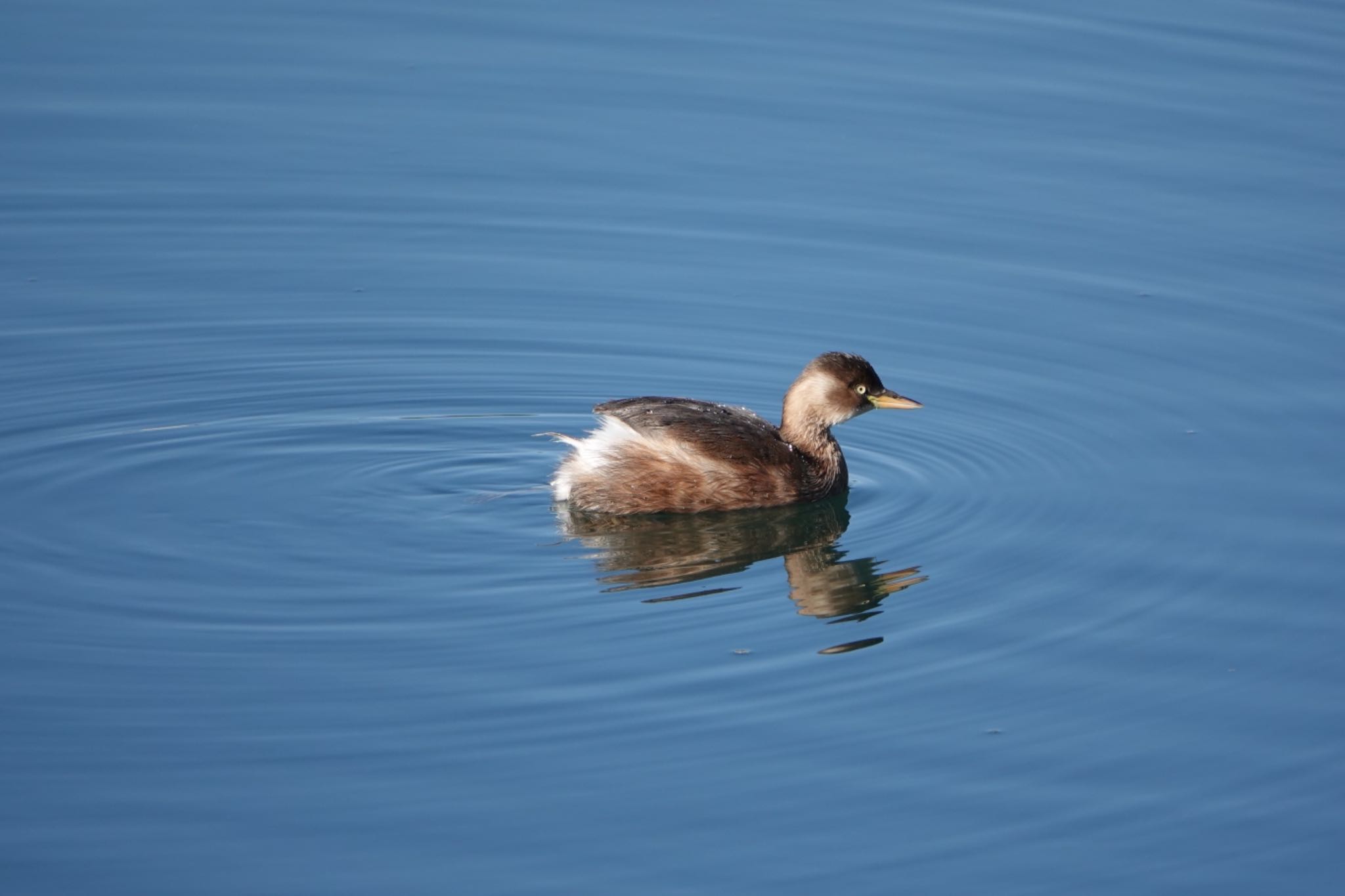 Photo of Little Grebe at 東京都 by ひじり