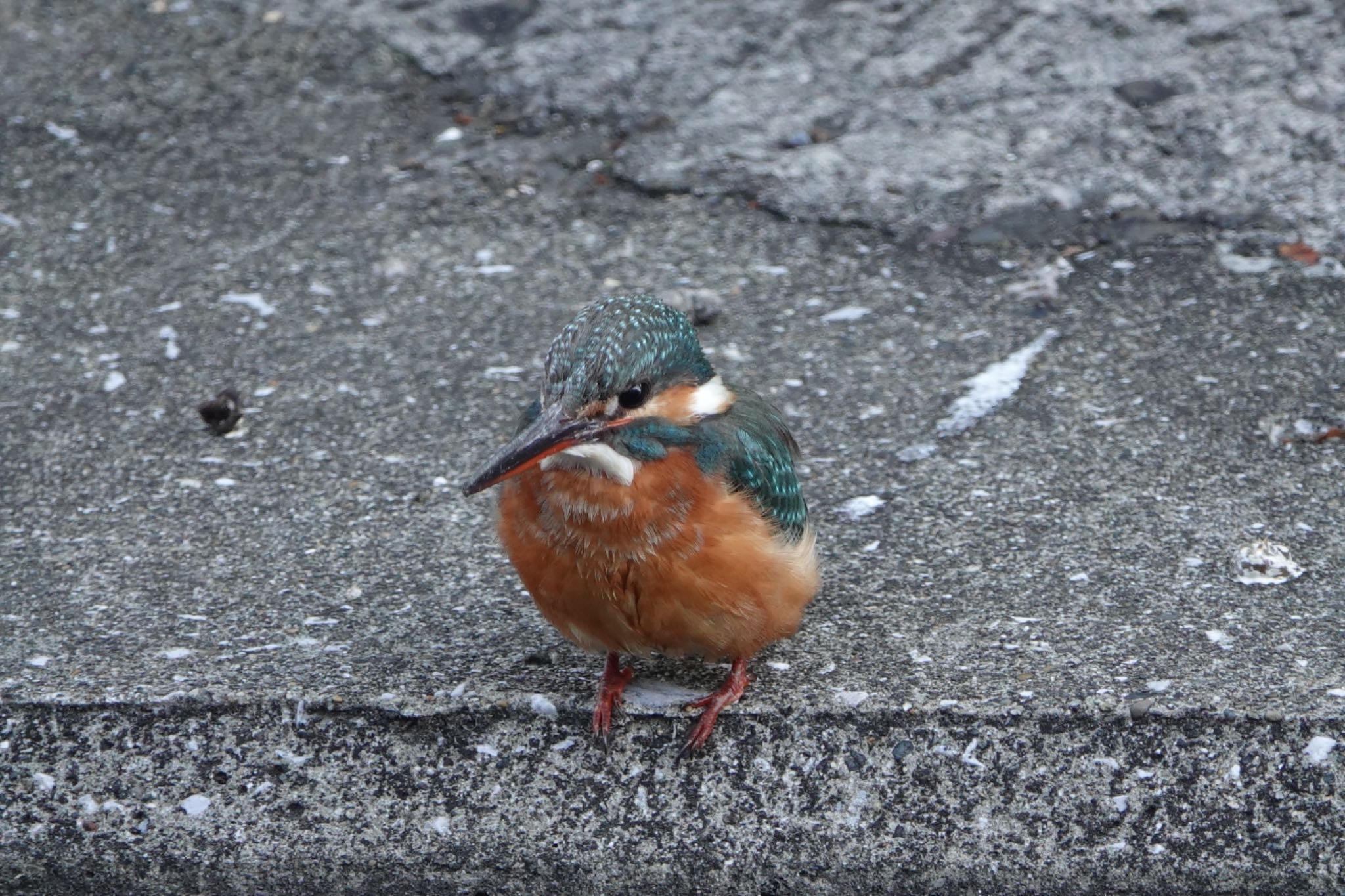 カワセミ