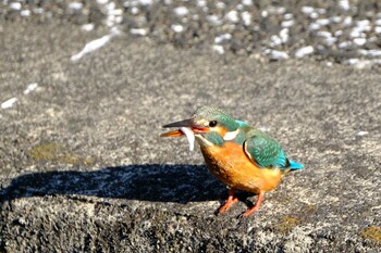 Common Kingfisher 東京都 Sun, 1/16/2022