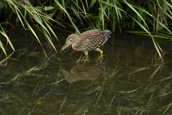 ゴイサギ 野川 2017年7月27日(木)