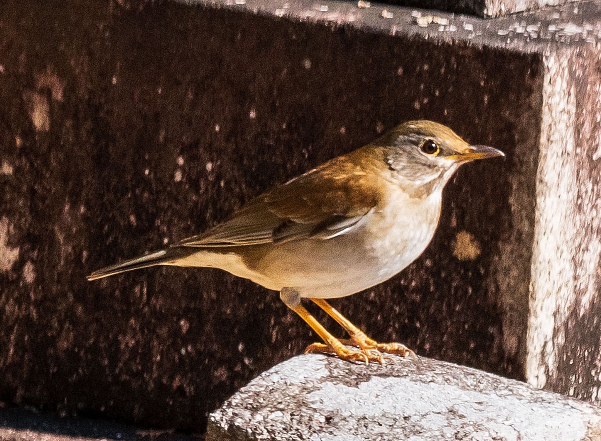 Photo of Pale Thrush at 山県市自宅 by 89 Hiro