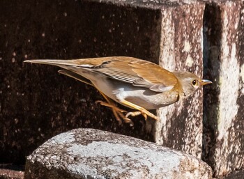 Pale Thrush 山県市自宅 Sun, 1/16/2022