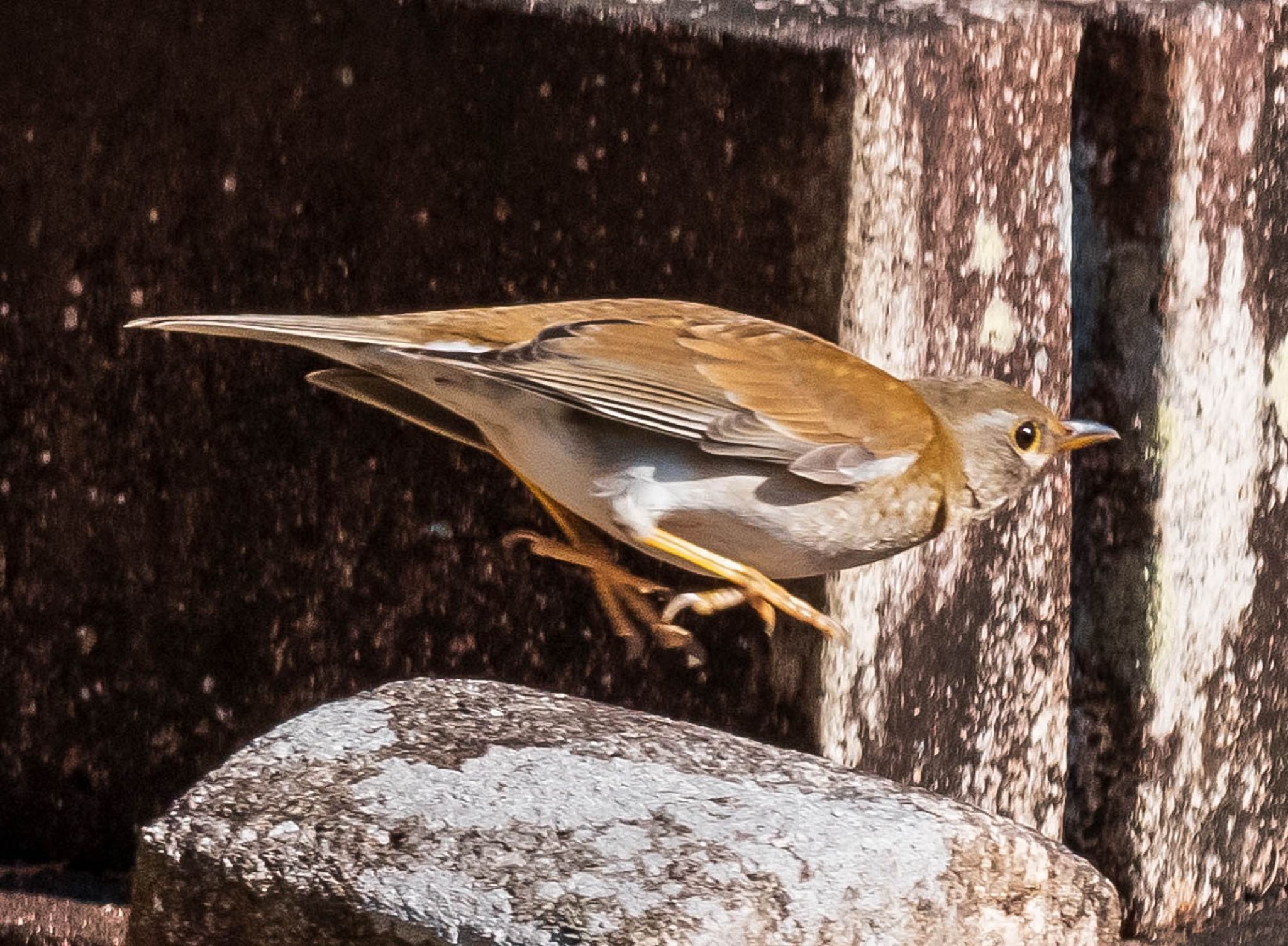 Photo of Pale Thrush at 山県市自宅 by 89 Hiro