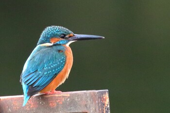 Common Kingfisher 多摩中央公園 Sat, 1/15/2022