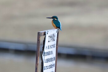 カワセミ 多摩中央公園 2022年1月10日(月)