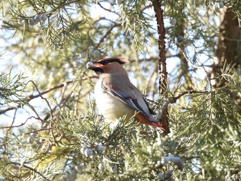 Sun, 1/16/2022 Birding report at 香河園公園(北京)