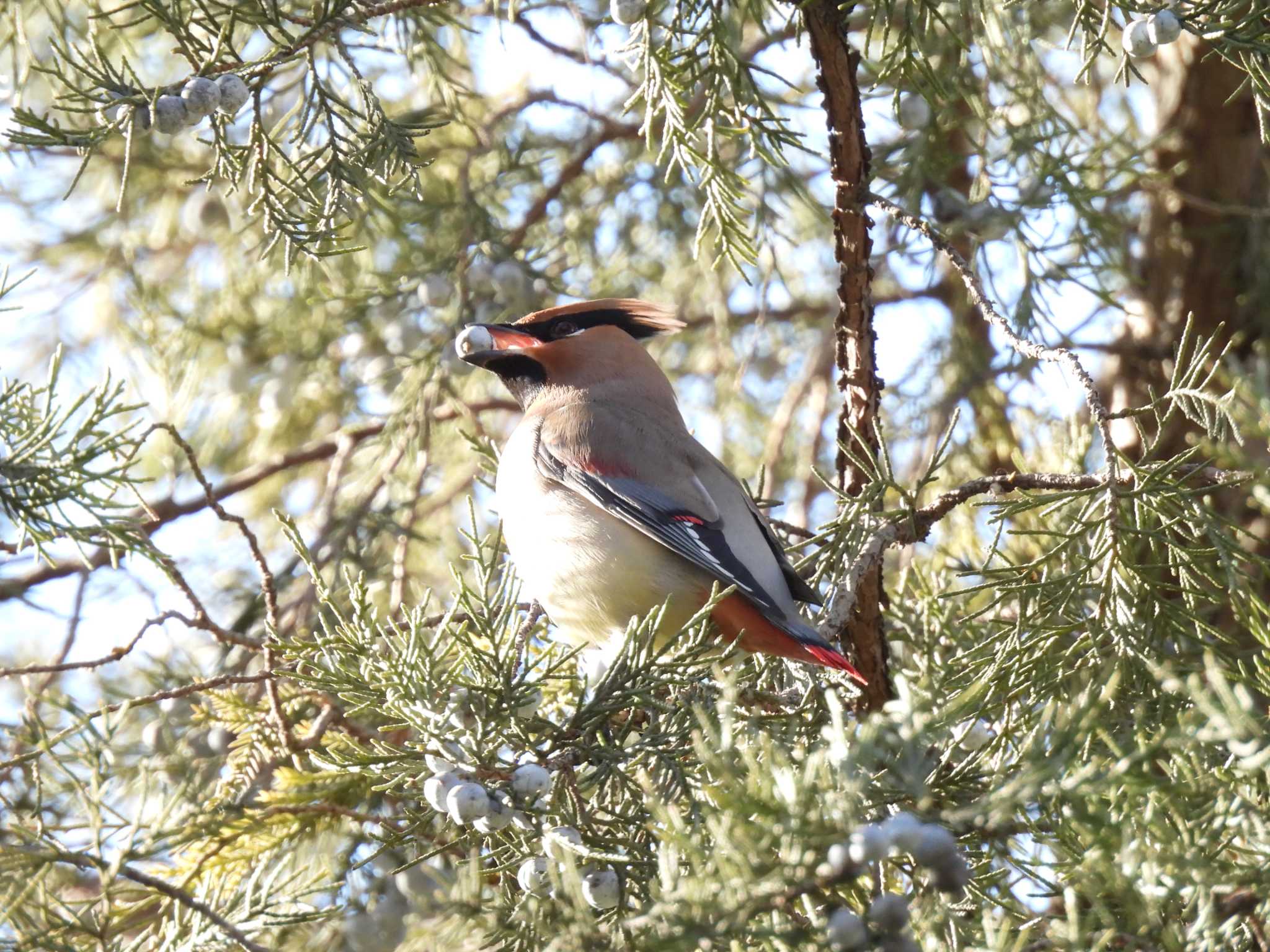 Japanese Waxwing