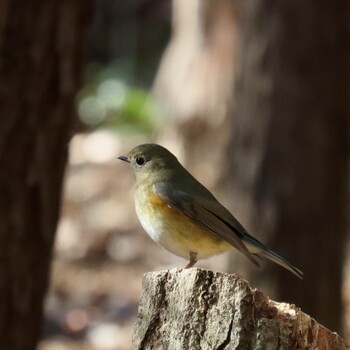 Sun, 1/16/2022 Birding report at 狭山丘陵