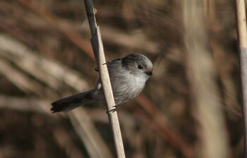 Long-tailed Tit 21世紀の森と広場(千葉県松戸市) Sun, 1/16/2022