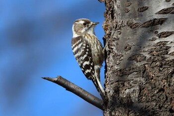 コゲラ 舞岡公園 2022年1月16日(日)