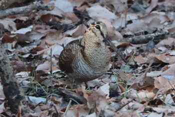 2022年1月16日(日) 舞岡公園の野鳥観察記録