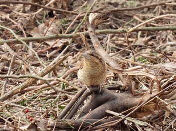 2022年1月16日(日) 武庫川の野鳥観察記録