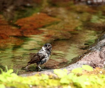 Coal Tit 富士山五合目 Thu, 7/27/2017